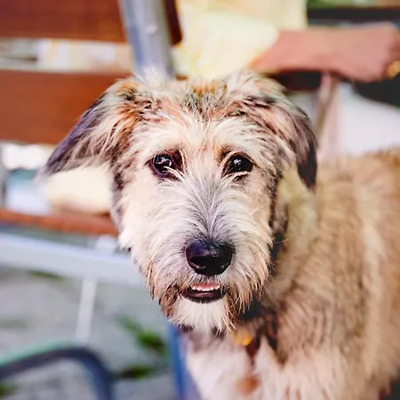 Mittendorfer * Haag am Hausruck