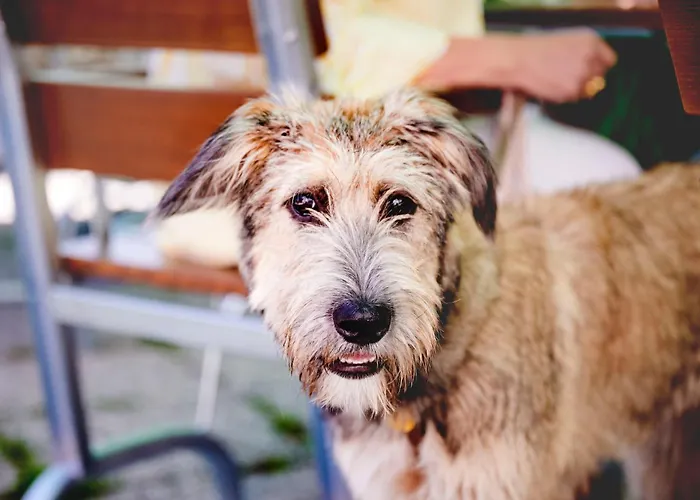 Mittendorfer * Haag am Hausruck